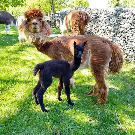 Дом отдыха Getreidekasten Auf Einer Lamafarm