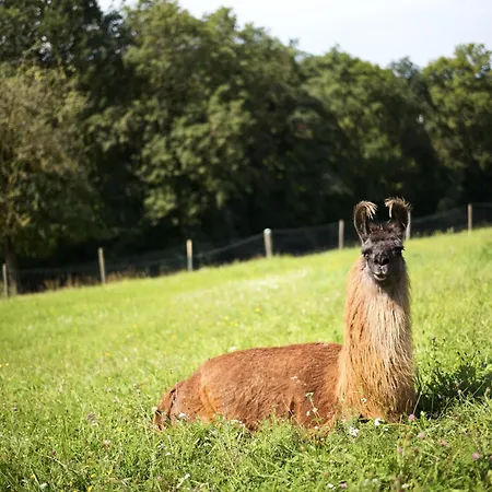 Getreidekasten Auf Einer Lamafarm * Oberndorf an der Melk