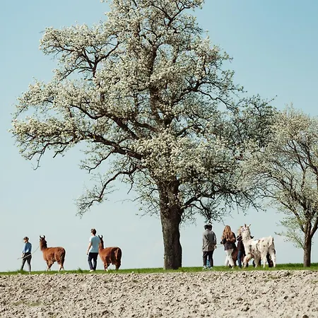 Getreidekasten Auf Einer Lamafarm *