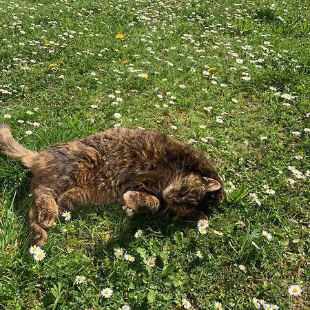 Getreidekasten Auf Einer Lamafarm