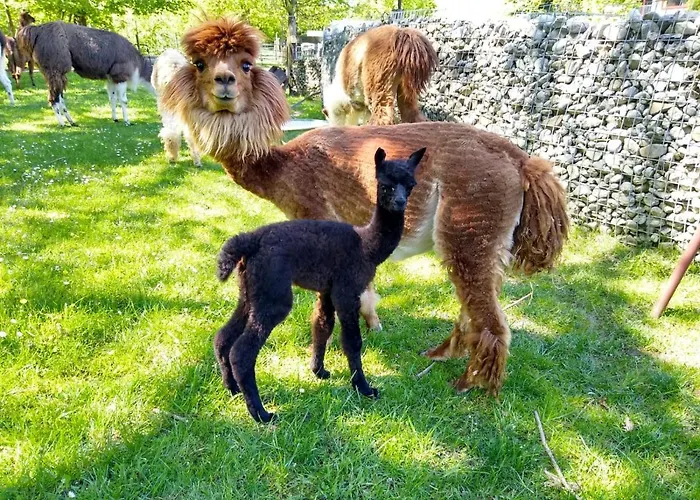 Tatil Evi Getreidekasten Auf Einer Lamafarm