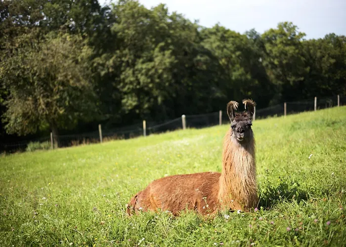 Getreidekasten Auf Einer Lamafarm * Oberndorf an der Melk