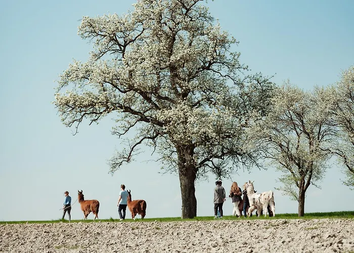 Getreidekasten Auf Einer Lamafarm *
