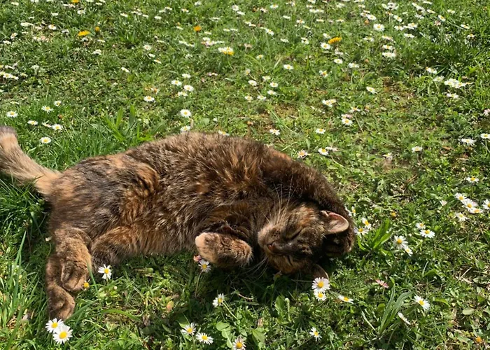 Getreidekasten Auf Einer Lamafarm